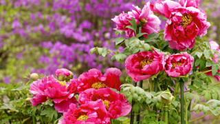 Pink flowers purple background bouquet - art free wallpaper