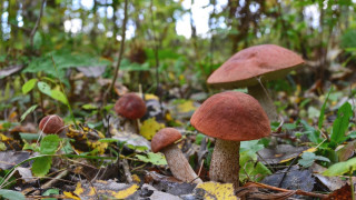 Mushrooms woods autumn macro blurry - a group of mushrooms free wallpaper