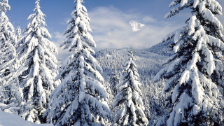 Snowy mountain trees blue sky 18 - covered free wallpaper