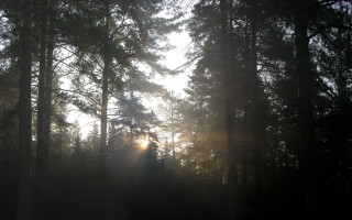 Forest bench sunshine night starry - anamorphic free wallpaper