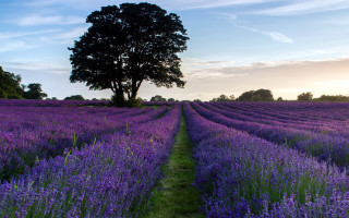 Lavender field lone tree sunset 2 - impressionist free wallpaper