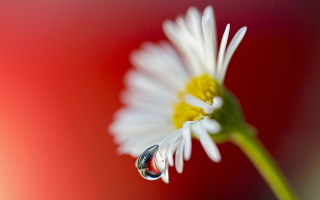 Flower drop water macro red - a drop of water free wallpaper