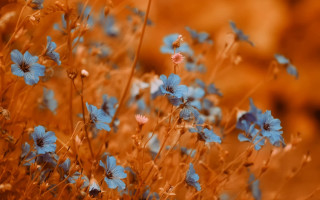 Blue flowers orange background bokeh - art green free wallpaper