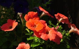 Flower vase table fence summer - outside free wallpaper