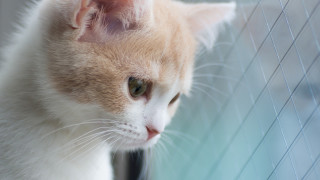 Cat honeycomb fence camera dof - dof free wallpaper