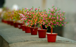 Red pots pink flowers ledge - outside free wallpaper