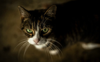 Cat green eyes shallow depth 3 - neoplasticism free wallpaper