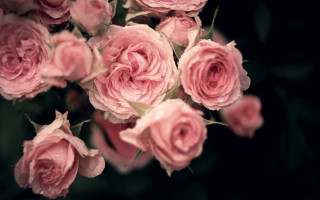 Pink roses vase water droplets 2 - the petal free wallpaper
