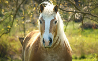 Blonde horse field trees blurry - a horse free wallpaper