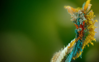 Colorful flower macro art fire - a blurry background of leaves free wallpaper