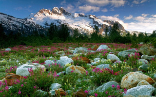 Flower field mountain sky river - beautiful landscape free wallpaper