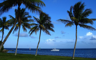 Boat palm trees ocean sunny - a sunny day free wallpaper