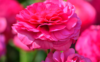 Pink flower macro blurry background 3 - the background and a blurry background of the flower free wallpaper