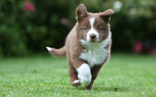 Brown white dog running green - a pink flower in the foreground free wallpaper