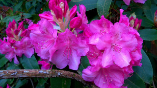 Pink flowers rain water droplets 2 - water droplet free wallpaper