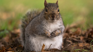 Squirrel standing leaves grass chippy - its chest free wallpaper