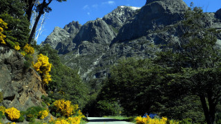 Road mountains yellowflowers trees ecological - yellow flower free wallpaper for desktop