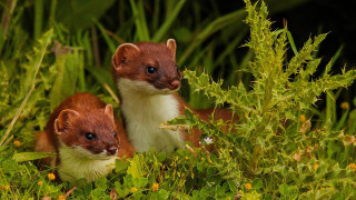 Small brown white animals field - incoherent free wallpaper