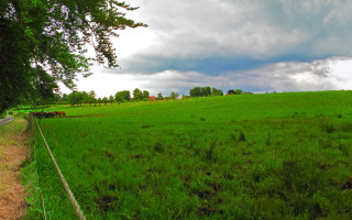 Grassy fence road cows blue - a grassy field free wallpaper