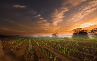 Sunset green field cloudy sky - green plant free wallpaper