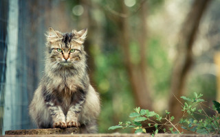 Cat ledge greeneyes majestic animalportrait - a ledge free wallpaper