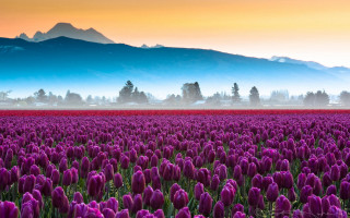 Purple flower mountain sunset foggy - a foggy sky free wallpaper
