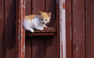 Orange white kitten wooden ledge - stuckism free wallpaper