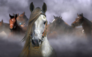 Horses foggy field highdetail 3d - high detail 8 k free wallpaper
