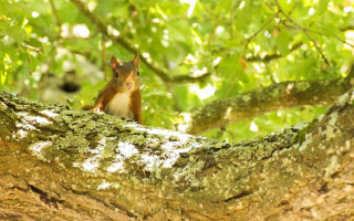 Squirrel forest branch nature christmas - a squirrel free wallpaper