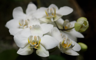 White flowers yellow centers garden 3 - yellow center free wallpaper