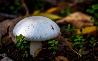 White mushroom green leaves woods - the wood free wallpaper for desktop