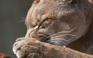 Cat closed eyes paw puzzle - a paw free wallpaper