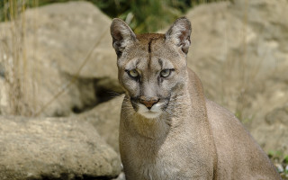 Mountain lion rocks grass carlos - near free wallpaper for desktop