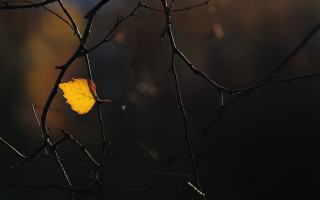 Leaf rain sun autumn minimalism - the sun free wallpaper