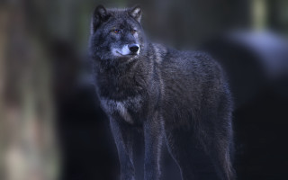 Wolf backlit night forest focus - caspar wolf free wallpaper