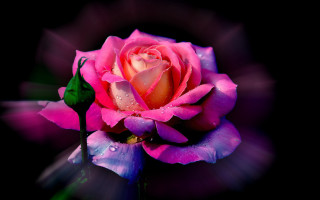 Pink rose water droplets stem - a pink rose free wallpaper