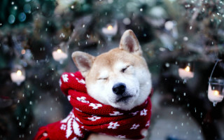 Dog scarf candlelight snow falling - brian snøddy free wallpaper