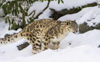 Snow leopard forest rocks snowy - in a forest area free wallpaper