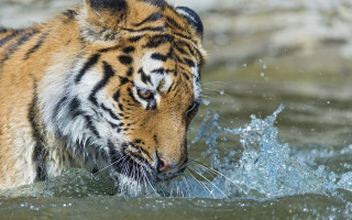 Tiger playing water fish mouth - a tiger free wallpaper