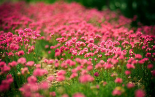 Pink flower field blurry background 2 - celia fiennes free wallpaper for desktop