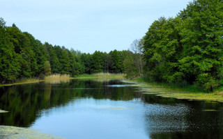 River forest lake nature path - the middle of a forest area free wallpaper