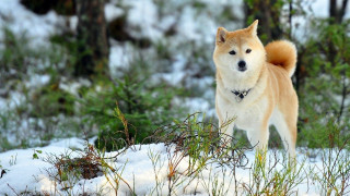 Dog snow forest trees shibainu - the ground and grass free wallpaper