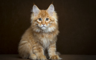 Fluffy orange cat sad blue 3 - sad free wallpaper