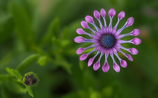 Purple flower blue center green 3 - a blue center free wallpaper