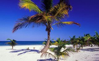 Palm tree beach blue sky 9 - beach free wallpaper