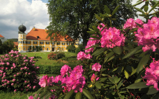 Danube school flower garden bush - a tower free wallpaper