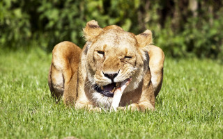 Lion grass laying open mouth - its mouth wide open free wallpaper
