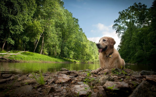 Dog rocks river trees clouds - the background and a sky background free wallpaper