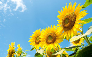 Sunflowers field blue sky clouds 2 - sun free wallpaper