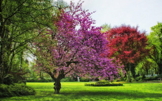 Purple flower tree park bushes - a park free wallpaper